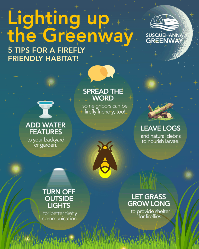 graphic that shows tips for firefly habitat