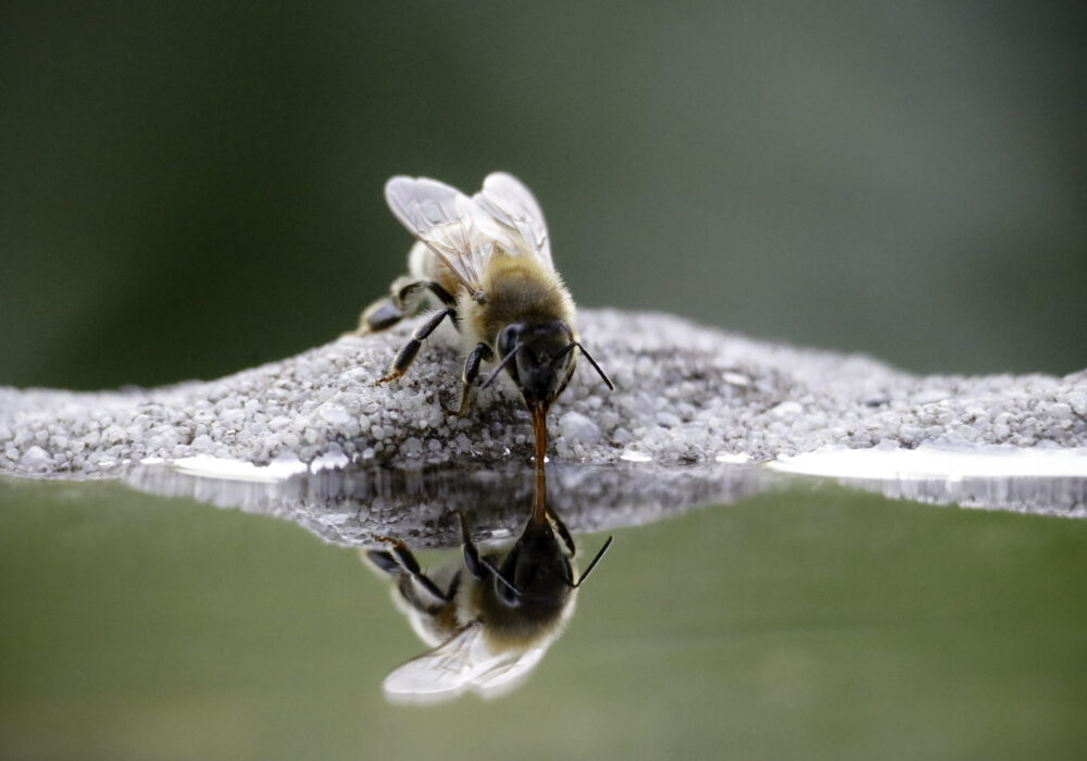 a bee drinks water