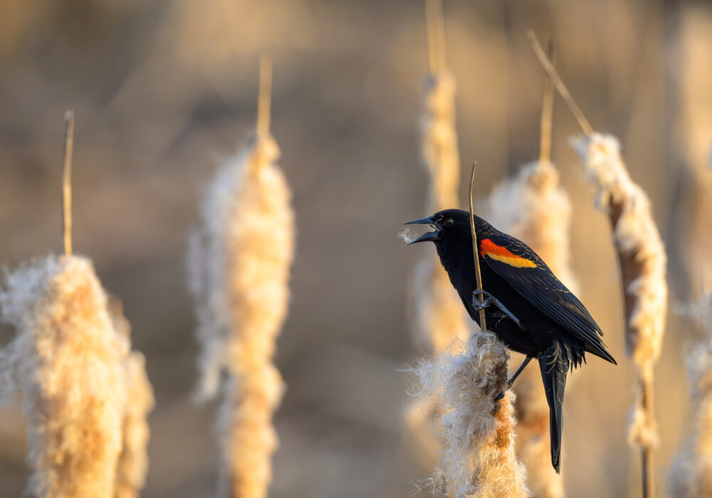 red-winged blackbird in a field of cattails