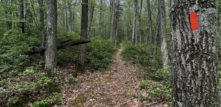 trail with trees