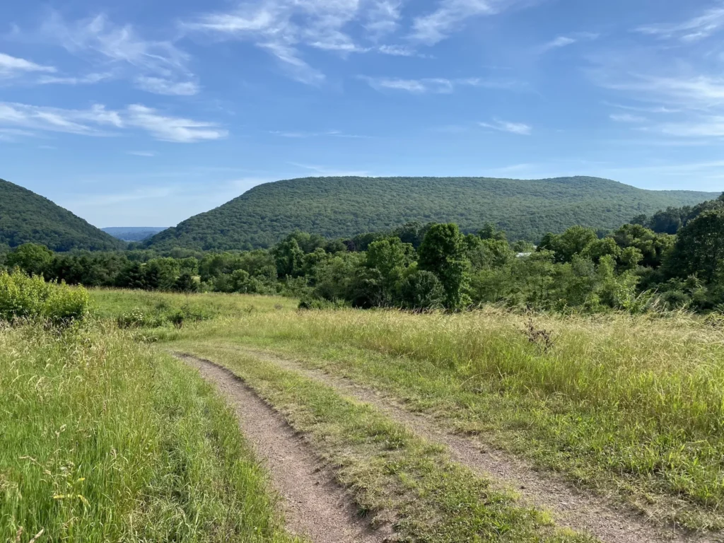 path in a field with a mountain in the background