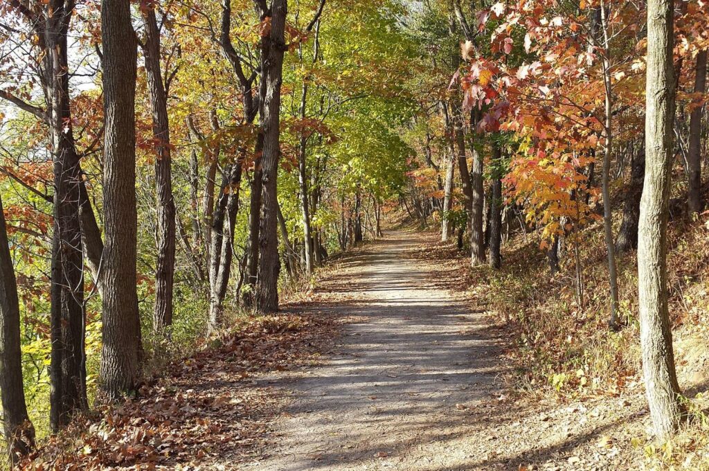 path with trees