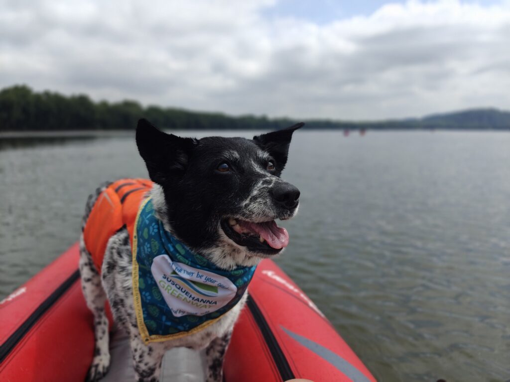 Peanut the dog modeling sgp bandana