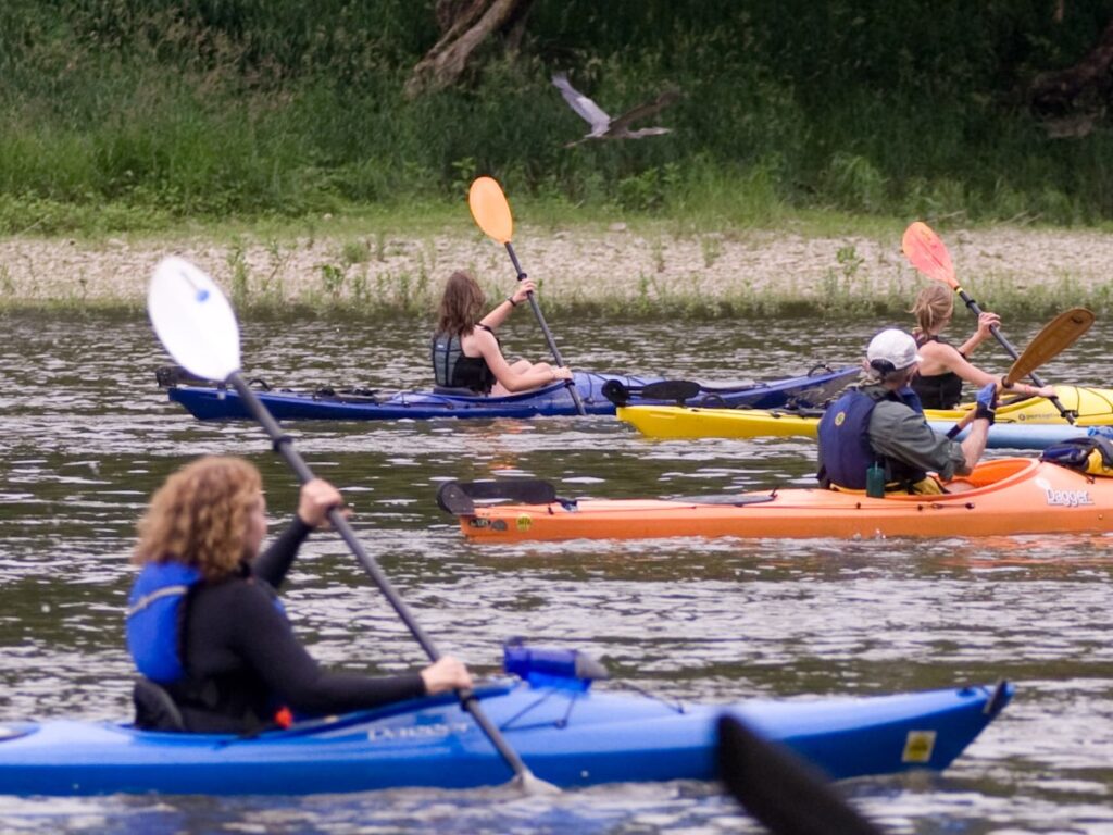 kayakers watch a heron fly by