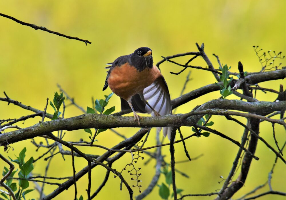An American Robin