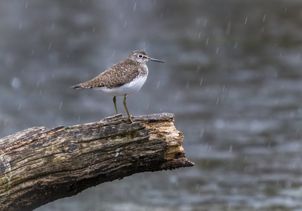 A Sandpiper on a log