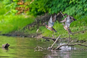 Wood Ducks by the water