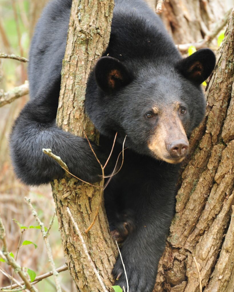 Black Bear, photo by Chelsea Wagner