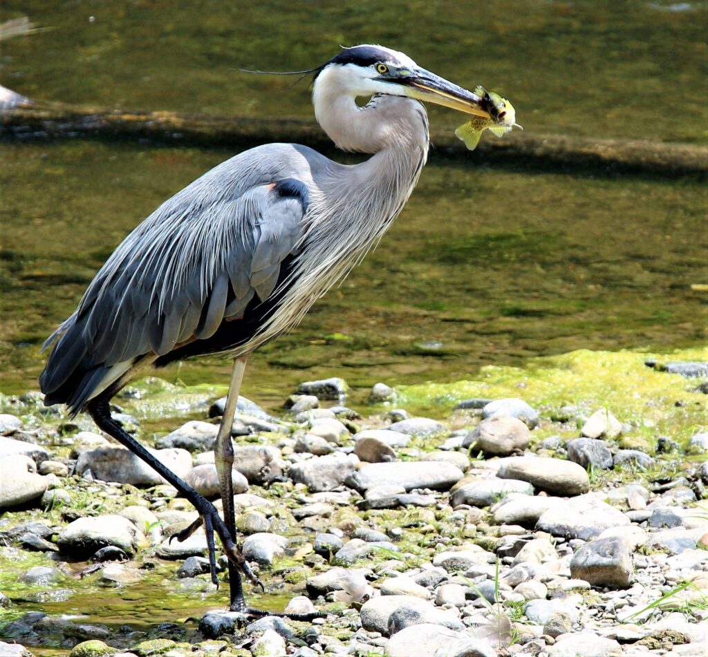 Blue Heron Fishing, photo by Edie Cox