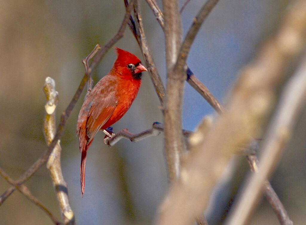 Cardinal, photo by John Renard