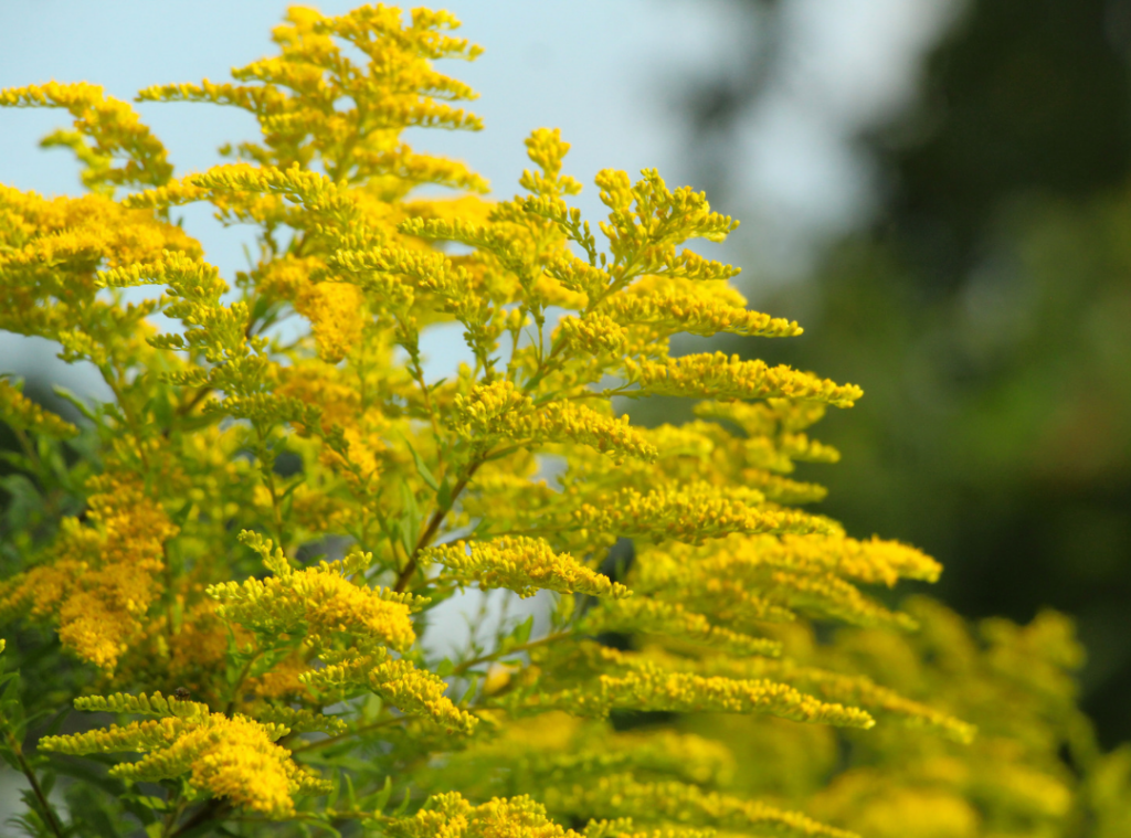 Goldenrod
