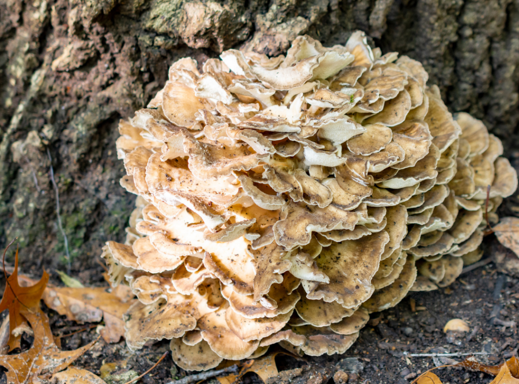 Hen of the Woods