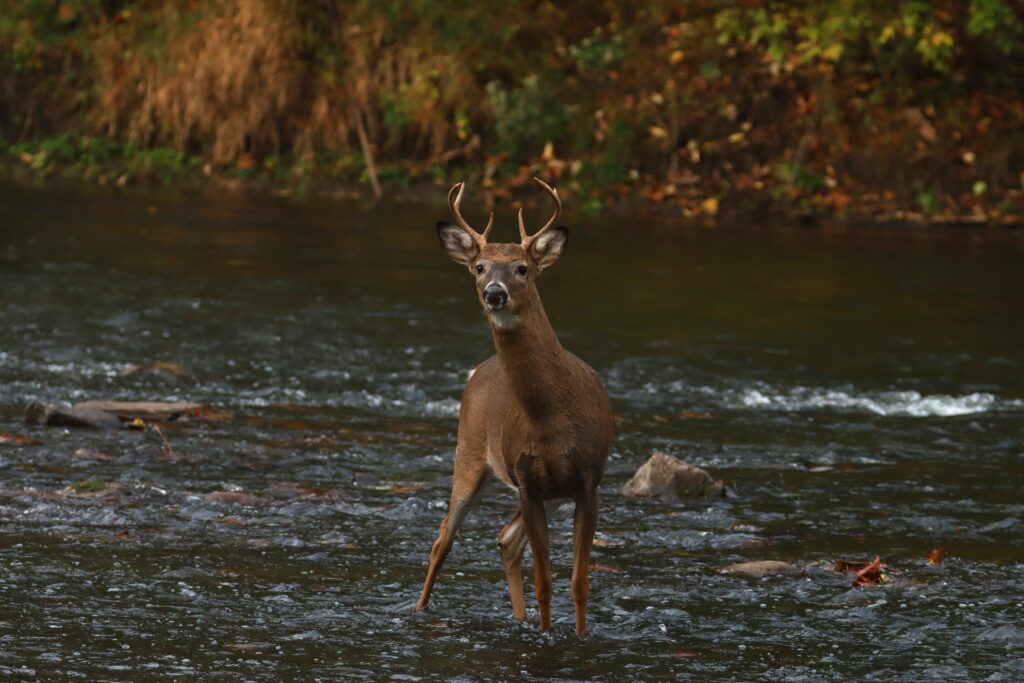 White-tail Deer, photo by Randy Estep