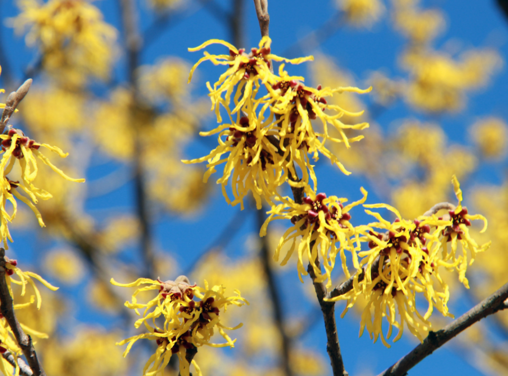 Witch Hazel