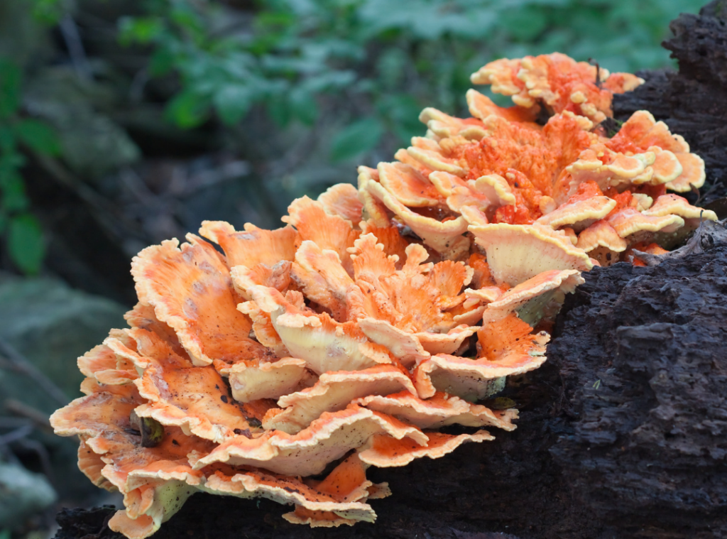 Chicken of the Woods